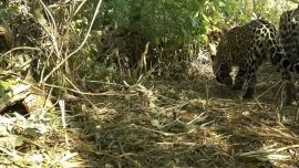 Confirman un nuevo nacimiento de yaguareté en El Impenetrable y refuerzan la recuperación de la especie