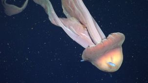 Medusa gigante registrada en el Mar Argentino por científicos del CONICET 05022026