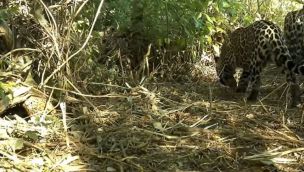 Yaguareté en El Impenetrable.