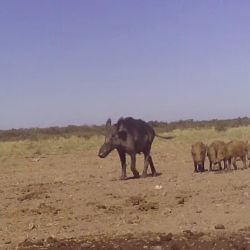 En las últimas semanas, Protección Civil recibió múltiples llamados al 103, alertando sobre la circulación de estos animales silvestres en zonas urbanas y periurbanas.
