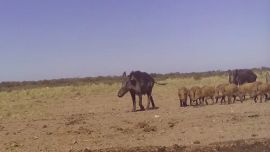 Gran preocupación por la presencia de jabalíes en Bariloche