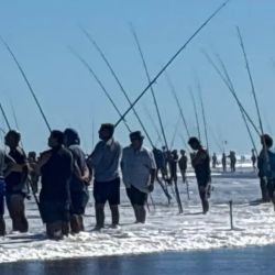 La 64ª edición de las 24 Horas de la Corvina Negra dejó pesca, emoción, polémica y, sobre todo, la voz de miles de pescadores que siguen sosteniendo al concurso más grande del país.