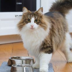 Las altas temperaturas representan un desafío para su bienestar y resulta clave el rol de quienes se quedan en casa acompañándolos.