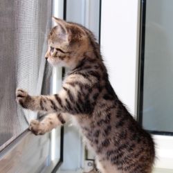 A diferencia de los perros, los felinos suelen tolerar mejor quedarse en su propio entorno.