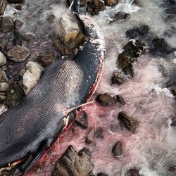 Una ballena (Balaenoptera borealis) muerta en la orilla rocosa del área de El Yeco en Algarrobo, en la provincia de San Antonio, Chile. Foto de Rodrigo ARANGUA / AFP | Foto:AFP