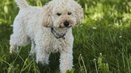 09-02-2026 perro caniche imagen ilustrativa