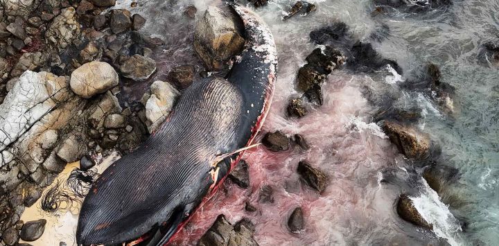 Una ballena (Balaenoptera borealis) muerta en la orilla rocosa del área de El Yeco en Algarrobo, en la provincia de San Antonio, Chile. Foto de Rodrigo ARANGUA / AFP