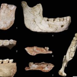 Los investigadores describen a estos individuos como un "mosaico biológico".