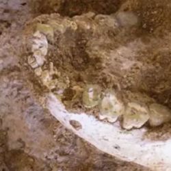 Poseen características similares al Homo erectus.