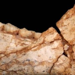 Este hallazgo refuerza la teoría de que el linaje humano moderno tiene sus raíces profundas en el continente africano