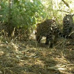 El nuevo cachorro de yaguareté fue detectado por las cámaras trampas.