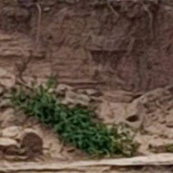 Este nacimiento es un hito clave para la recuperación del mayor felino de Sudamérica.