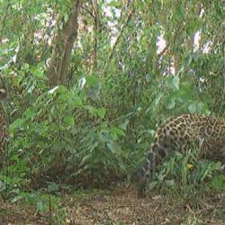 El hallazgo demuestra que el ambiente vuelve a ofrecer condiciones para la reproducción del yaguareté