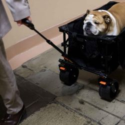 Babydog, el bulldog del Senador Jim Justice (D-WV), es llevado en un carrito en el Capitolio de los Estados Unidos. Foto de Kevin Dietsch / AFP | Foto:AFP