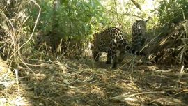 El nuevo cachorro de yaguareté fue detectado por las cámaras trampas.