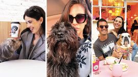 Las razas Golden Retriever, Pomerania y Bulldog Francés, son las más aclamadas en redes. En Argentina, Almendra, la perrita de Cande Molfese; y Mulata, de Silvina Escudero, tienen sus propios seguidores en redes.