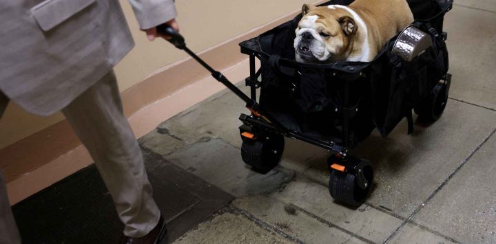 Babydog, el bulldog del Senador Jim Justice (D-WV), es llevado en un carrito en el Capitolio de los Estados Unidos. Foto de Kevin Dietsch / AFP
