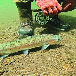 El último tramo del río Traful discurre por un valle de una belleza sin igual. Es de un vadeo bastante accesible y las buenas truchas suelen estar pegadas a la costa, entre palos y ramas. 