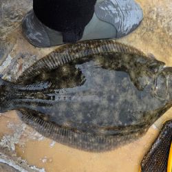 El porte de las capturas es mediano, pero aparecieron algunos lenguados que sorprendieron, aunque son los menos. 