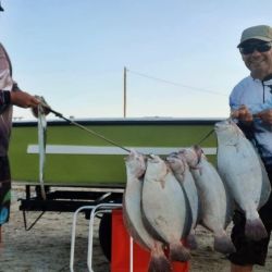El porte de las capturas es mediano, pero aparecieron algunos lenguados que sorprendieron, aunque son los menos. 
