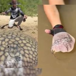 Antes de ser liberada definitivamente, la raya fue marcada para su seguimiento dentro de un proyecto de ecología y conservación de rayas de río, una iniciativa que busca generar información científica para proteger a una especie considerada vulnerable debido a la presión de la pesca y la degradación de su hábitat.