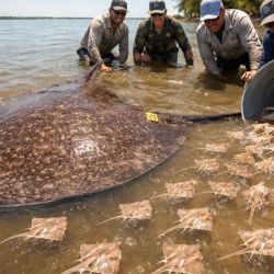 Antes de ser liberada definitivamente, la raya fue marcada para su seguimiento dentro de un proyecto de ecología y conservación de rayas de río, una iniciativa que busca generar información científica para proteger a una especie considerada vulnerable debido a la presión de la pesca y la degradación de su hábitat.