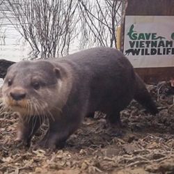 La nutria de uñas pequeñas fue liberada, nuevamente, en la naturaleza.