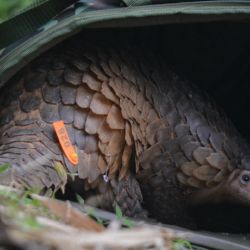 A los pangolines se les colocaron etiquetas de seguimiento antes de liberarlos nuevamente en la naturaleza.