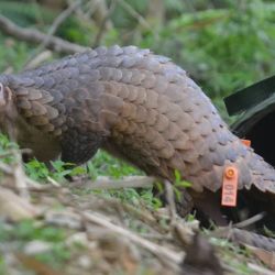 Uno de los 12 pengolines de Java que fueron liberados en su nuevo hogar. 