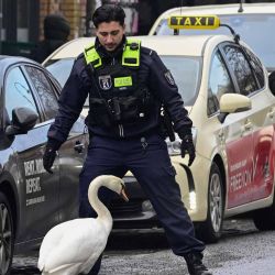 Policías aseguran a un cisne que se perdió entre los autos en una calle del distrito Mitte de Berlín. Foto de John MACDOUGALL / AFP | Foto:AFP