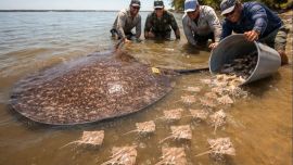 Capturan una raya gigante que dio a luz a 16 crías antes de volver al agua
