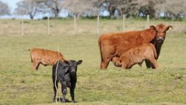 Brecha nutricional en el sector ganadero: “Las pasturas duran cada vez menos”