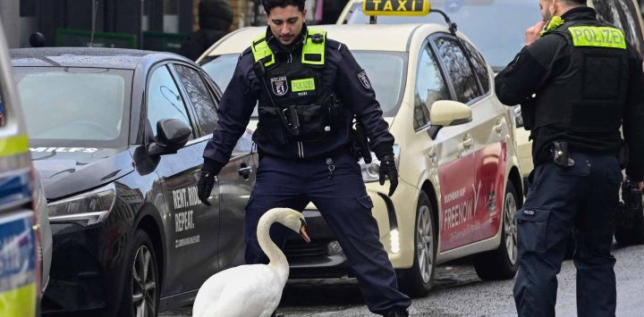 Policías aseguran a un cisne que se perdió entre los autos en una calle del distrito Mitte de Berlín. Foto de John MACDOUGALL / AFP