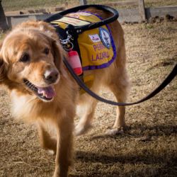 Es una convocatoria a las familias de socialización que deseen participar activamente en la formación de nuevos cachorros.