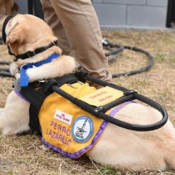 A la fecha, 40 cachorros ya han estado en proceso de socialización con familias.