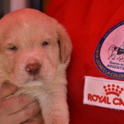 El proceso de formación y entrenamiento de un perro guía lleva, aproximadamente, dos años desde su nacimiento,