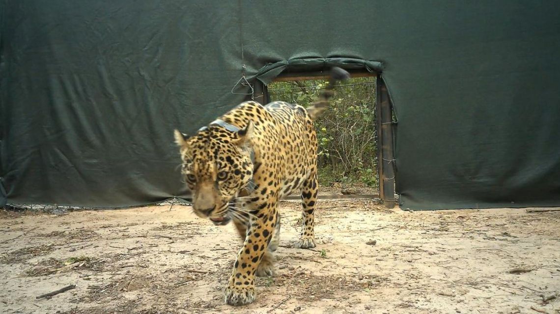 A jaguar in the north of Argentina.