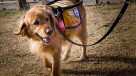Es una convocatoria a las familias de socialización que deseen participar activamente en la formación de nuevos cachorros.