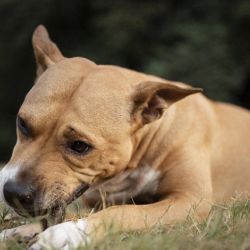 Es recomendable extremar los cuidados en épocas de calor y evitar paseos a primera hora de la mañana