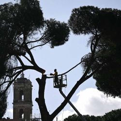 Un trabajador corta un pino a lo largo de la avenida del Foro Imperial en Roma. Foto de Filippo MONTEFORTE / AFP | Foto:AFP