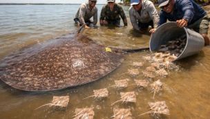 Antes de ser liberada definitivamente, la raya fue marcada para su seguimiento dentro de un proyecto de ecología y conservación de rayas de río.