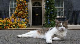 Larry, el gato del 10 Downing St.
