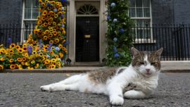 Larry, el verdadero 'primer ministro británico', cumple 15 años en 10 Downing Street