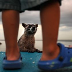 Un mapache espera comida a lo largo de la Cinta Costera en la Ciudad de Panamá. Foto de MARTIN BERNETTI / AFP | Foto:AFP