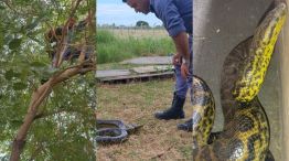 Boa Curiyú en Resistencia.