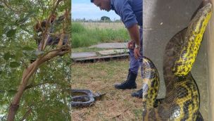 Boa Curiyú en Resistencia.