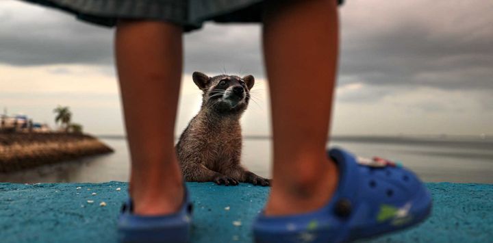 Un mapache espera comida a lo largo de la Cinta Costera en la Ciudad de Panamá. Foto de MARTIN BERNETTI / AFP