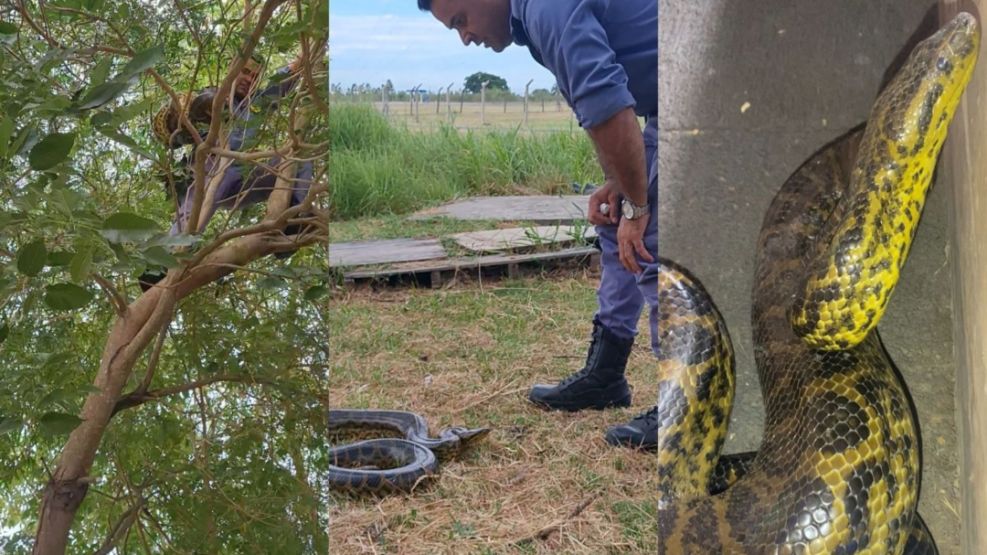 Boa Curiyú en Resistencia.