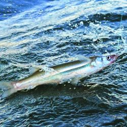 Escapadas y toda la pesca en tu revista Weekend de marzo.