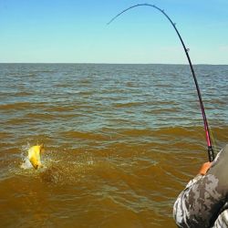 La sana alegría de la pesca, que en días de semana, cuando la presión piscatoria baja, rinde mejor fruto, ya que todo el cauce está más tranquilo.